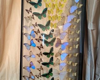 Rate real butterfly  shadow box art. 🦋🦋Fabulous!
