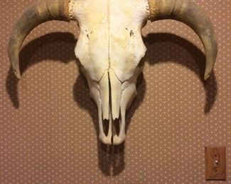 Cow Skull 