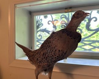Bird Taxidermy 