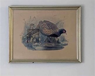 Vintage Daniel Giraud Elliot Phasianus Cochicus Print