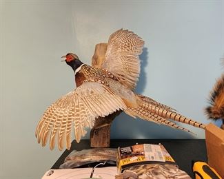 Beautiful pheasant mount