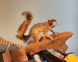 Fox Squirrel!