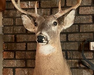 Vintage Deer Taxidermy
