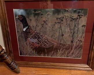 Pheasant picture 
