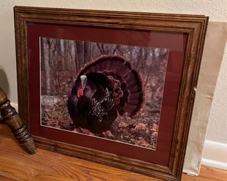 Turkey picture