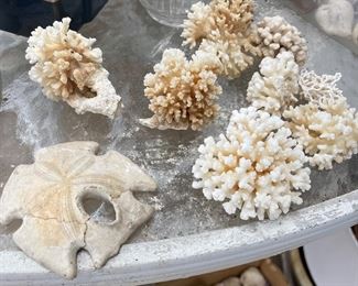 Coral and loads of Hawaiian seashells!  