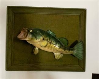 fish mount