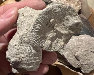 Fossils, shells, and rocks! One day only sale, first come, first serve! 