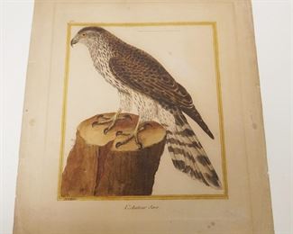 1025	ANTIQUE COLORED ENGRAVING OF A FALCON, MARTINET, APPROXIMATELY 10 1/2 IN X 13 1/2 IN

