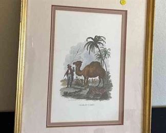 Arabian Camel Etching In Color
