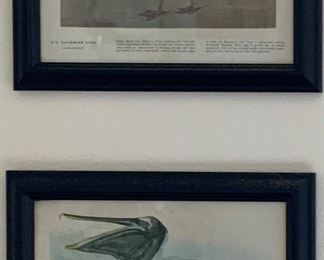 John James Audubon Book Plates (12 x 9) Framed (11.5” x 14.5”) Top Plate #314: 1. Laughing Gull & 2. Bonaparte’ s Gull.  Bottom Plate #421 Brown Pelican