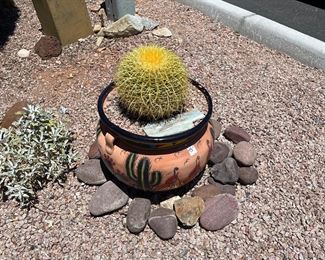 Golden barrel in SW pot