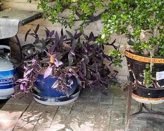 Wandering jew
