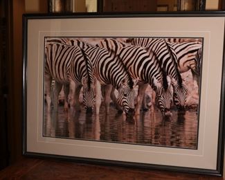 Signed Thomas D. Mangelsen Dry Season Zebra Photo Print Herd at Watering Hole Wildlife Photograph Frame: 29 x 39in