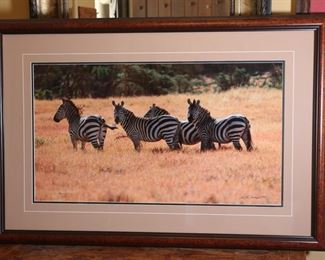 Large Signed Numbered Tom Mangelsen Patterns in the Grass Photography Print Framed Art Zebra Photo Print Herd Wildlife PhotographFrame: 27 x 40.5in