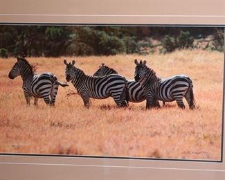 Large Signed Numbered Tom Mangelsen Patterns in the Grass Photography Print Framed Art Zebra Photo Print Herd Wildlife PhotographFrame: 27 x 40.5in