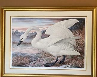 Huge Signed Numbered Litho Basil Ede Tundra Swan Lithograph Framed Art Print Frame: 40.5 x 53.in