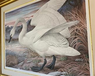 Huge Signed Numbered Litho Basil Ede Tundra Swan Lithograph Framed Art Print Frame: 40.5 x 53.in