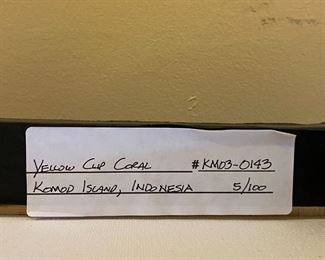 Signed/Numbered Chuck Boxwell Sun Coral Underwater canvas print 27 x 19