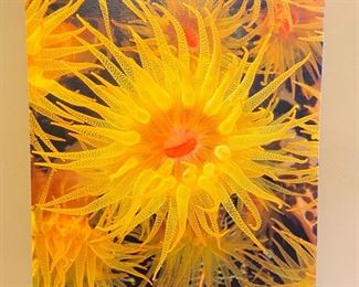 Signed/Numbered Chuck Boxwell Sun Coral Underwater canvas print 27 x 19