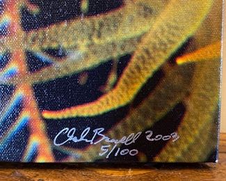 Signed/Numbered Chuck Boxwell Sun Coral Underwater canvas print 27 x 19