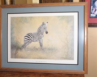Signed Numbered Peter Darro Curious Zebra Foal Litho Baby Zebra Art Print	Frame: 26.75 x 34.5in	