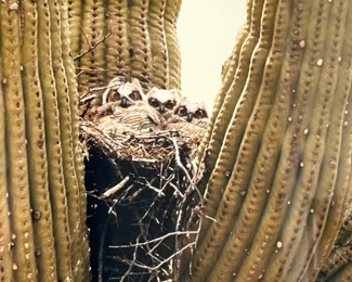 Framed Photo Don Fuska Great Horned Owls	Frame: 11.5 x 14.5in	
