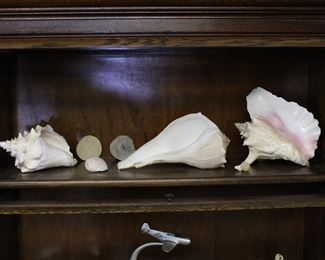 Large selection of seashells