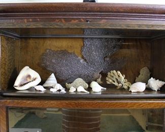 Seashells and sponges