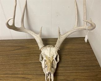 9 point skull and horns