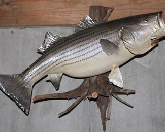 The one that didn't get away.  Mounted fish.