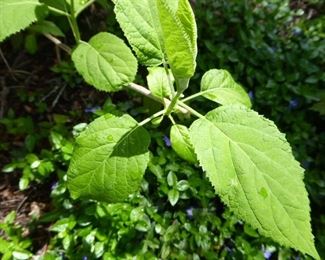 Go to Description & Details page and click on View More for prices & info