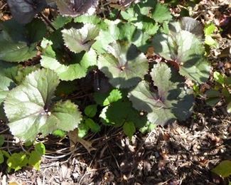 Go to Description & Details page and click on View More for prices & info