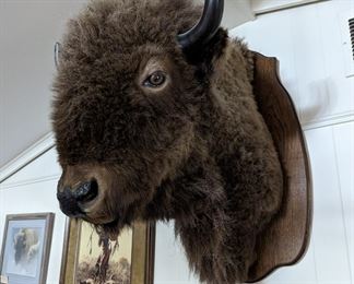 Buffalo- It is real