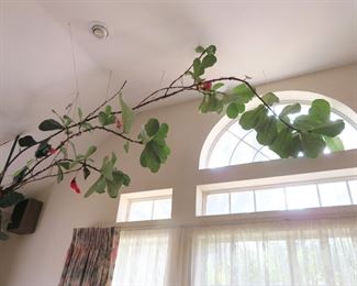 HUGE living fiddle leaf fig plant