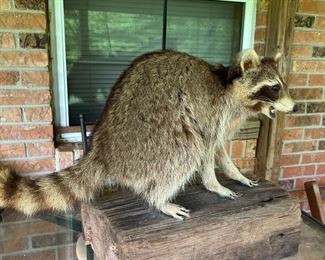 Mounted taxidermy Raccoon 