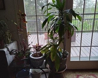 Large plants and planters