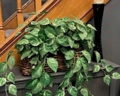 Silk Plant in Large Wicker Basket