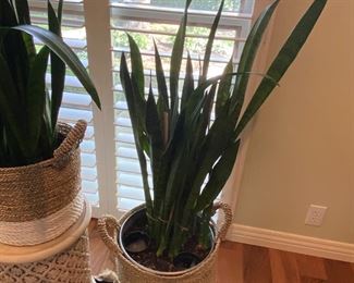 Snake Plants