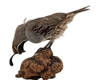 Taxidermy Quail Mount
