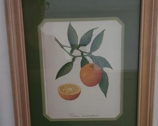Vintage Fruit Prints