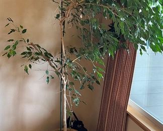 Live 80" Weeping Fig With Pottery Planter