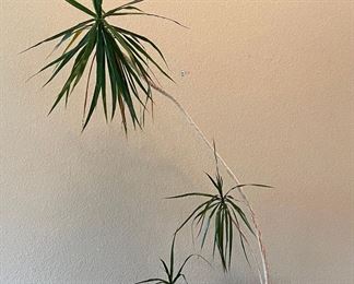 Live 50" Madagascar Dragon Tree In Pottery Planter