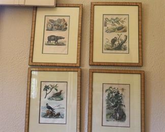 An assembled grouping of early botanical floral and fauna.