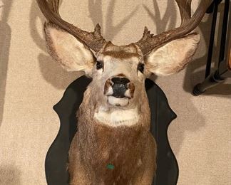 Shoulder mounted mule deer