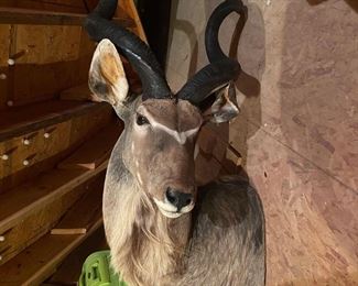 Kudu mount