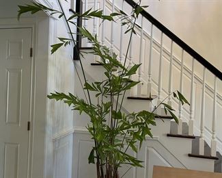 Ex Large House plant