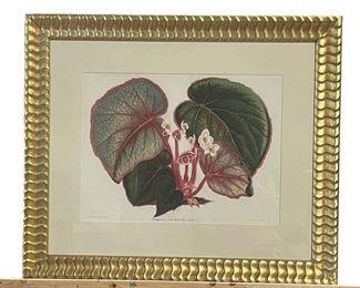 Begonias Eclectic Fine Art Framed Print by W King Ambler Inc