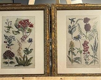 Pair of Framed Wildflower Prints
