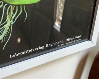 Lehrmittelverlag Hagemann Dusseldorf 1958 Jung-Koch-Quentell  vintage Botanical 